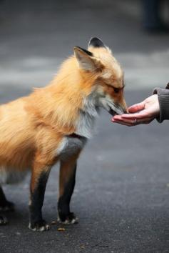 yes, beautiful beautiful fox, but the taming of wild critters???