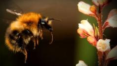 
                    
                        "Global warming is the cause of bumblebee decline: study"
                    
                