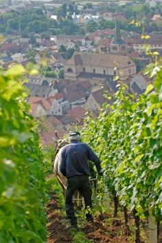#Alsace #vignes #vineyard #domaine