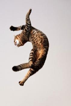 weeeeee #cat #meow #feline #catlady #gravity