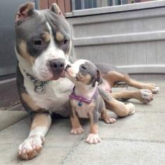 Pitbull and baby pitbull #dog # puppy #dog lovers #Pit Bull