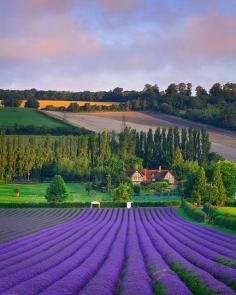 all the shades of green and purple for miles / lavender field