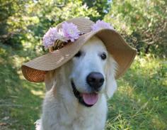 Romantic summerhat | Flickr - Photo Sharing!