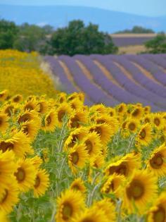 Lavender and Sunflower Fields - Provence, France~ lavender fields and sun flowers fields? oh perfect :]