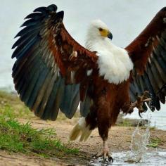 African Fish Eagle?  Photograph by saleemalabyd1 on flickr