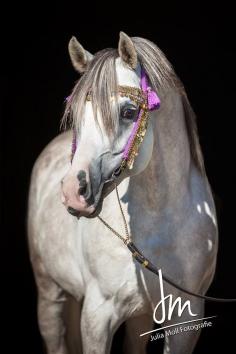 Ojinegro Qahira - TOP pure spanish arabian stallion