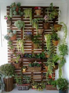 Living plant wall garden