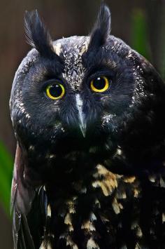 Black Owl ~ NOT YET