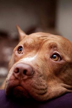 Soulful eyes... I love this color of Pit!