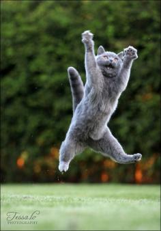 Crazzzyyy Cats #kittens #cat #jump #air #grass #outside #funny