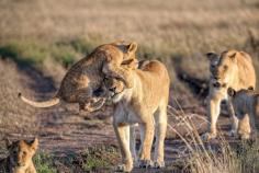 Lion cub jumping on mother’s head, Naboisho Conservancy, Masai Mara, Kenya, Africa. - 15 Stunning Entries from the 2015 Nat Geo Traveler Photo Contest