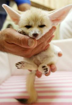 Baby Fennec Fox! We want one as a pet eventually. :)