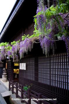 Takayama, Japan. Photo by John Lander. Lovely wisteria!