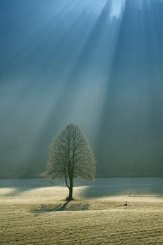 The sun's rays illuminate this lone tree at the edge of a forest