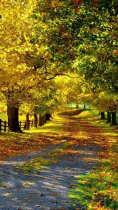 Yellowing trees along the early autumn path and fence line provide a peaceful place to slowly walk and pray and listen to birds and feel the cooling breezes. -DdO:) - http://www.pinterest.com/DianaDeeOsborne/restful-places/ - Fall splendor photo pin via Patricia Eldridge