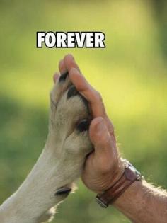 Man's Best Friend & always there to tell you they love you!   Saw this and thought pretty cool.  I have a German Shephard and he always gives me a high five and make me feel great!   Love Dogs.