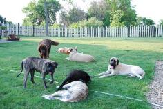 On a three-acre property in rural Zelienople, Pennsylvania, 34 huge breeds of dogs -- Great Pyrenees, St. Bernards, New Foundlands, Great Danes and Mastiffs -- roam free and live in harmony. This special place is called Gentle Ben’s Giant Breed Rescue.
