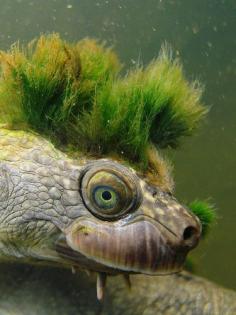 photography hair animals australia style underwater turtle endangered queensland Algae mary river chris van wyk