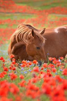 Beautiful horse and flowers.