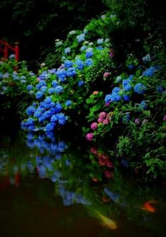 花見山の紫陽花 Hydrangea, Fukushima, Japan #Hydrangea #紫陽花