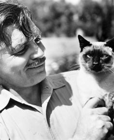 With Clark Gable Kitty cat's facial expression :)