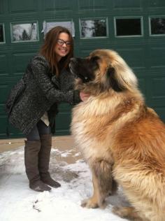 Meet Simba, a German mountain dog who belongs to a giant breed called "Leonberger". These magnificent creatures can weigh 170 pounds, but are incredibly disciplined, loyal, and gentle. Holy crap! that is a huge dog!