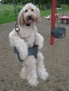 
                    
                        Is anyone going to give me a push??????OMG!!! This guy is awesome!! I want to snuggle him :) ~baz
                    
                