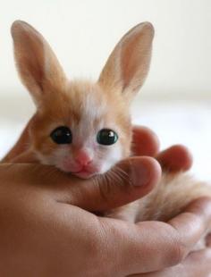 
                    
                        The birth of one of the world's rarest creatures was celebrated this week at North Korea's Pyongyang People's Zoo. The Fennec Hare is on the brink of extinction with only a handful remaining in captivity. Movingly adorable - and does look like a bunny-cat!
                    
                