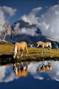Close to the clouds by Darko Geršak    The beautiful horses, water, & mountains