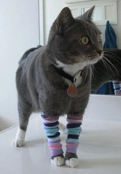 leg warmers for pet cat