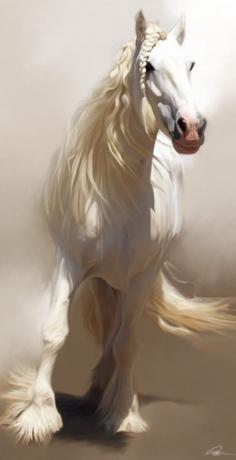 Animals - white horse