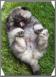 Somebody's having a good laugh! #puppy #cute #playtime it's sooo fluffy