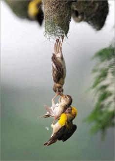 #animals #birds MOTHER LOVE. ♥ ♥ ♥ Amazing photo capture of baby bird being saved after falling from the nest.