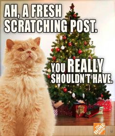 holiday cat memes - Google Search