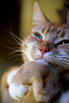 Daydreaming #cat #animal #cute