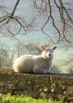 Village Lamb