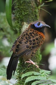 Ocellated Antbird (by Bob Gress)