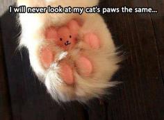 Teddy Bear Paw