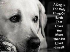 so true and I love dogs!