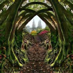 Entrance to the Secret Garden, Portland, Oregon - this is a view to remember - gateway to heaven #RealPalmTrees - CoolPics - trees creating entrance nice