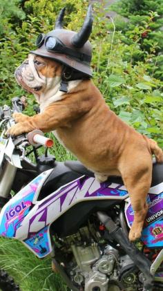 
                    
                        #Bulldog biker
                    
                