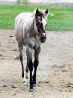 KT Gun in a Million was born May 23, 2014 and is a filly by KT Gunpowder N Lead and out of Wright on Sugarnic, \