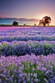 Bluebonnets in Austin, Texas -resemble lavender fields in France  #bluebonnets #austin #tx #texas #wildflowers #sunset #nature