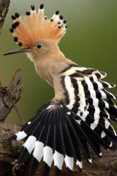 Hoopoe, State Bird of Israel. The Hoopoe is a colorful bird found across Afro-Eurasia, notable for its distinctive 'crown' of feathers. It is the only extant species in the family Upupidae.