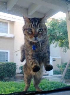 Cat jumped on my car and stared at me this morning #cute #jumped #stared #morning #entertainment #interesting