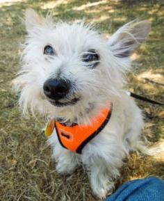 7/12/15 Adopt Angus, a lovely 12 years 5 months Dog available for adoption at Petango.com. Angus is a Terrier, West Highland White / Mix and is available at the Willamette Humane Society in SALEM, OR