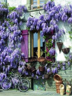Wisteria will decorate any place it's planted....