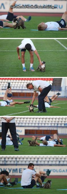 Supporting The Local Team. cutest thing ever. everybody wants to pet the cat