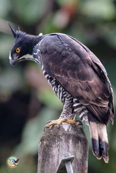 Blyth's Hawk-Eagle (Nisaetus alboniger) - a medium-sized bird of prey. Like all eagles, it is in the family Accipitridae. It breeds in Peninsula Malaysia, Singapore, Sumatra, Borneo. It is a bird of open woodland, although island forms prefer a higher tree density. It builds a stick nest in a tree and lays a single egg.