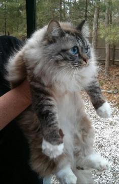 seal lynx-point mitted ragdoll cat? Whatever kind this is, it's a beautiful cat!